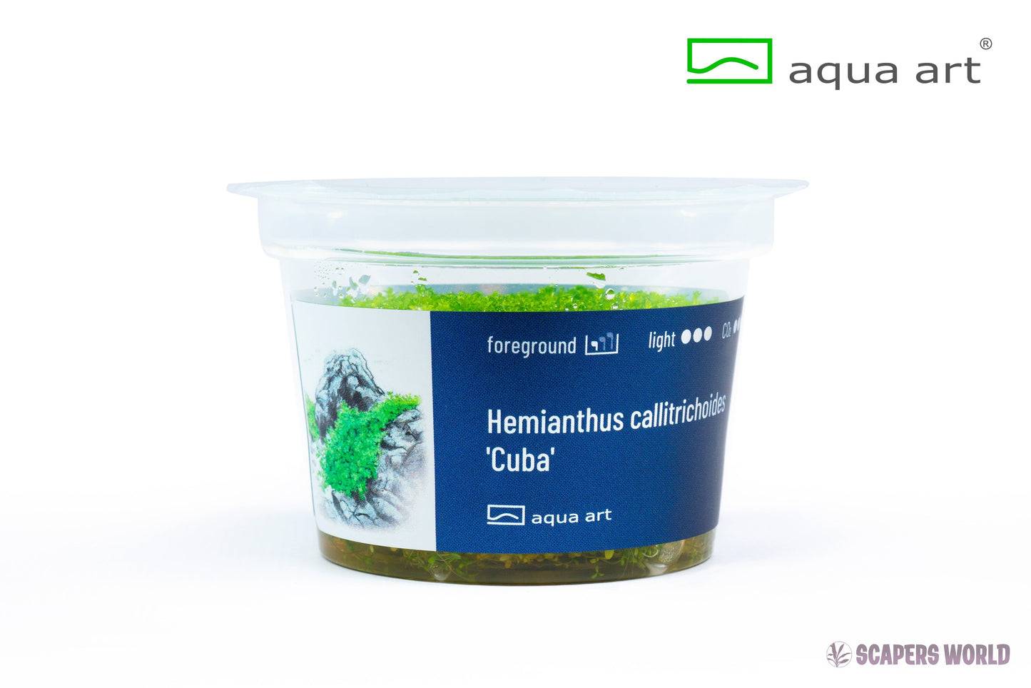 Hemianthus callitrichoides ´Cuba´