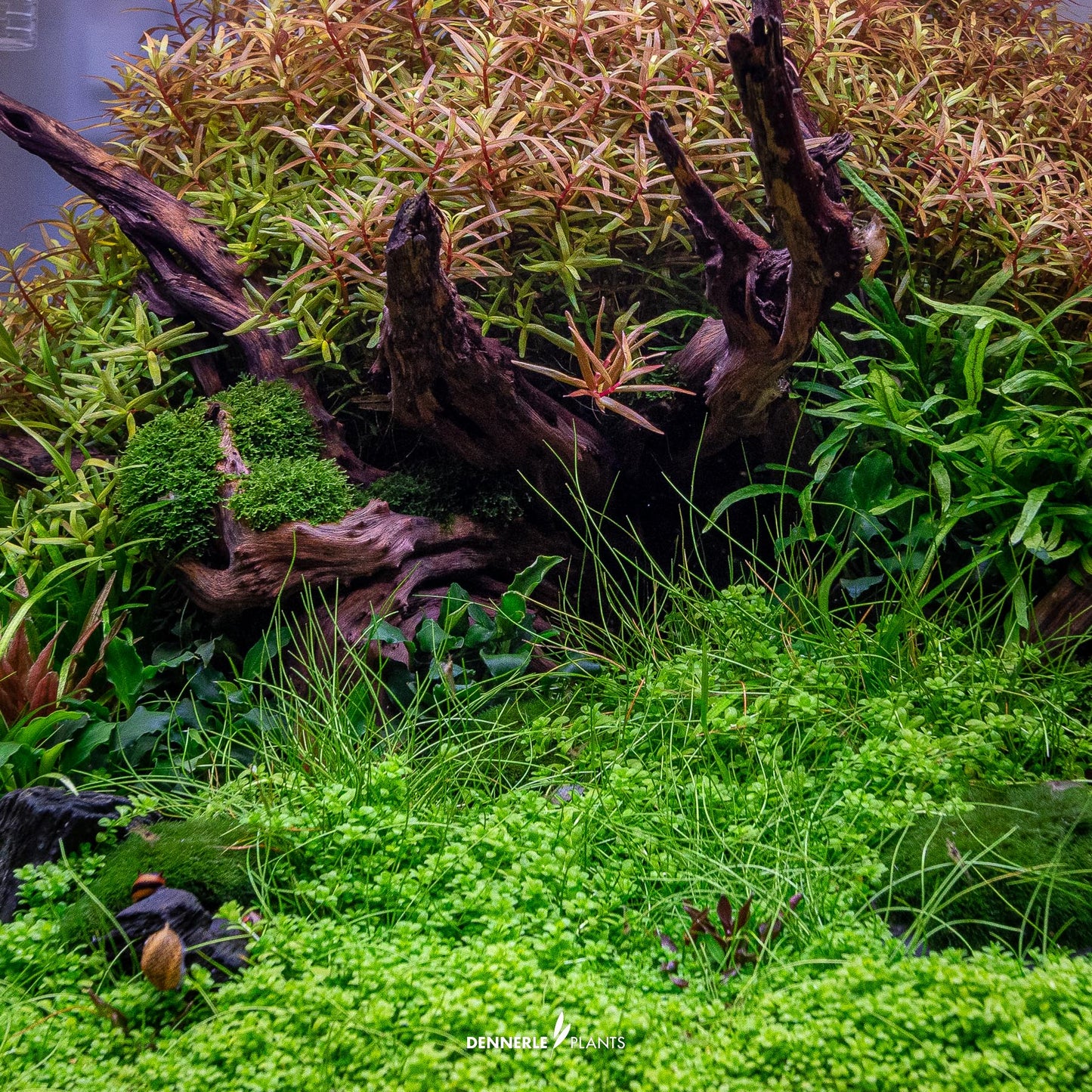 Hemianthus callitrichoides ´Cuba´