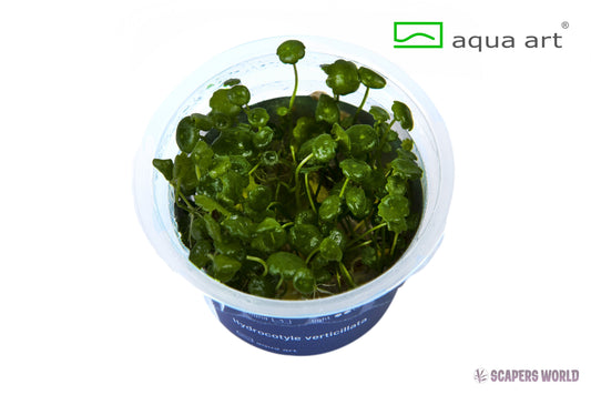 Hydrocotyle verticillata