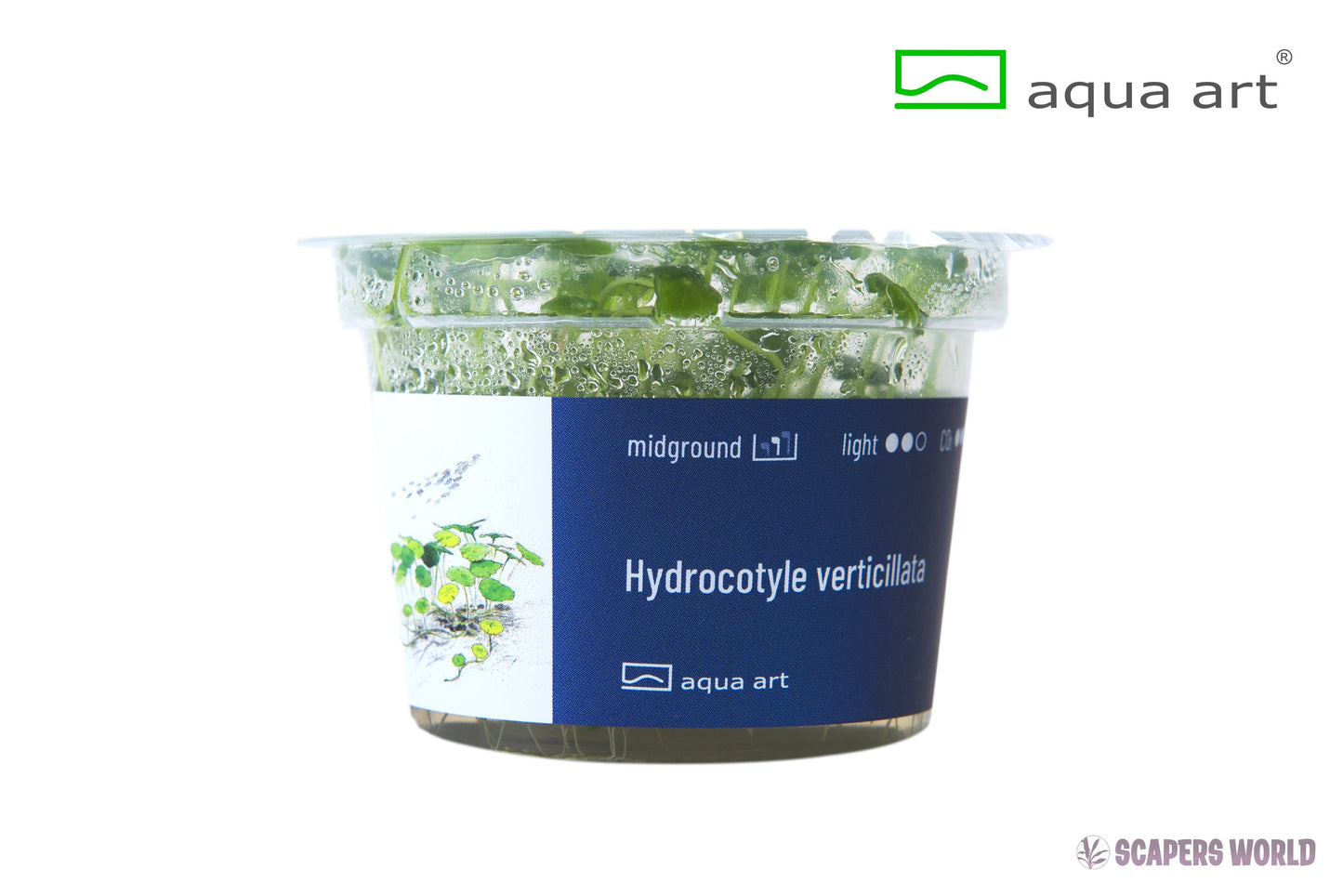Hydrocotyle verticillata