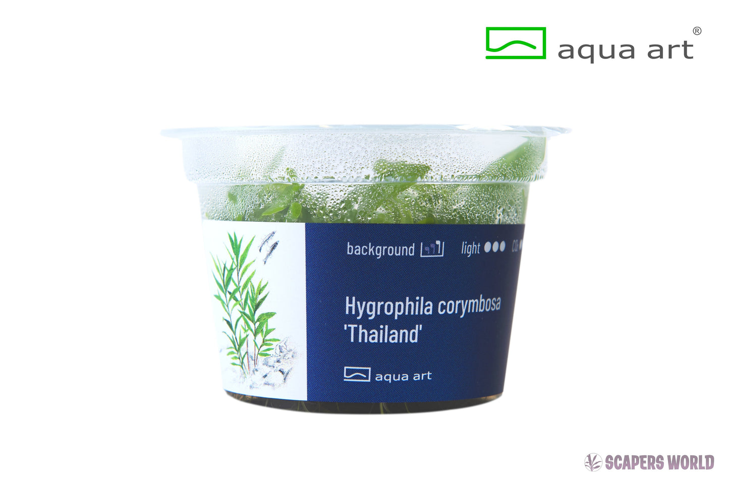 Hygrophila corymbosa Thailand