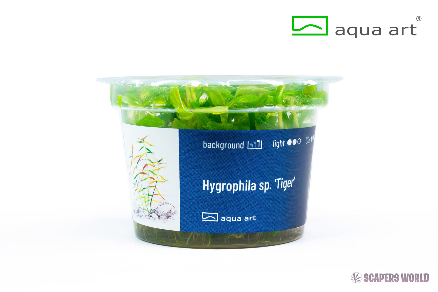 Hygrophila sp. Tiger