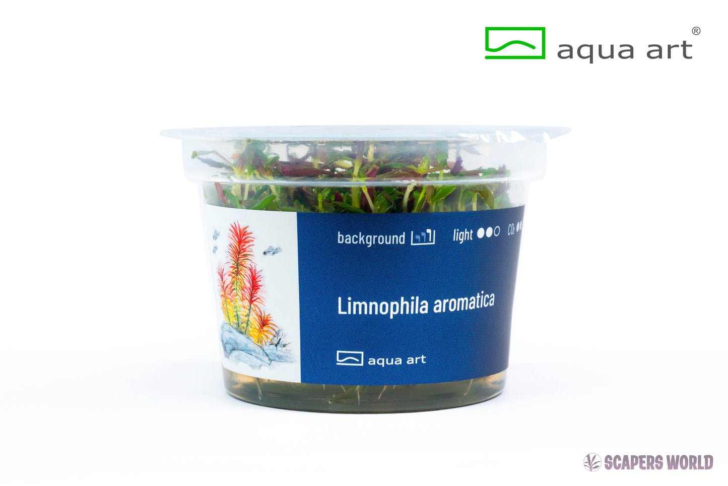 Limnophila aromatica