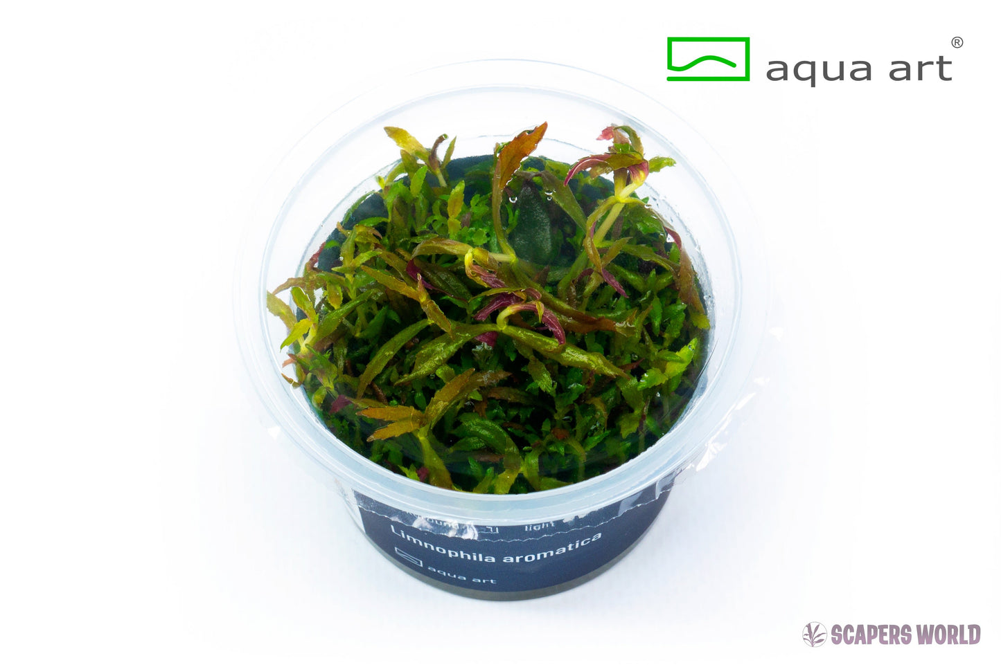 Limnophila aromatica