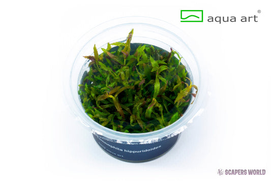 Limnophila hippuridoides