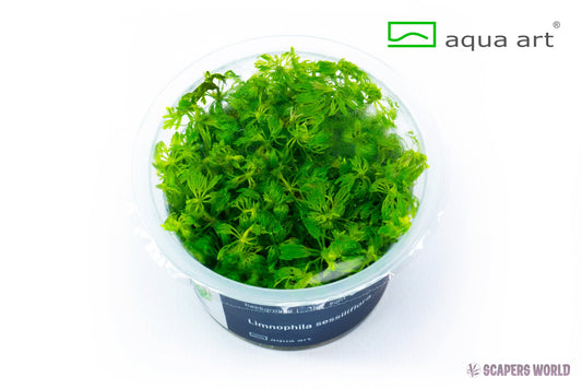 Limnophila sessiflora