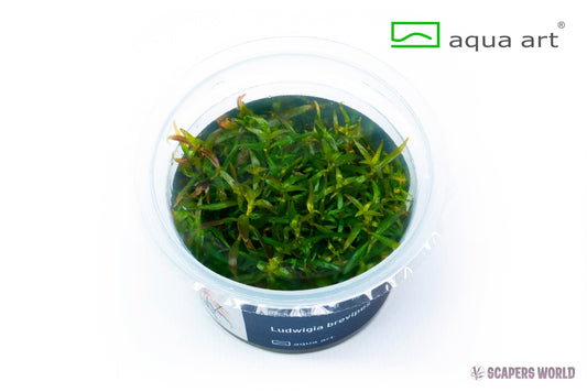 Ludwigia brevipes