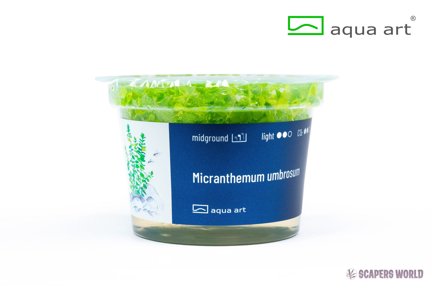 Micranthemum umbrosum