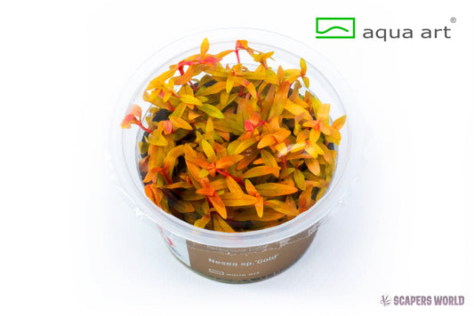 Nesea sp.Gold