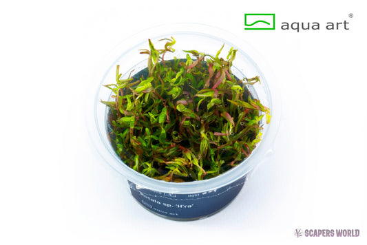 Rotala sp. H`ra