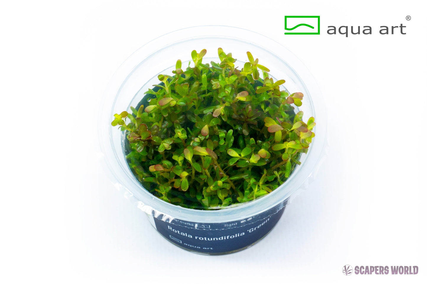 Rotala rotundifolia Green