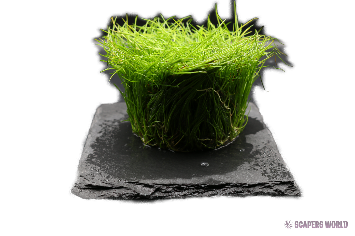 Eleocharis acicularis