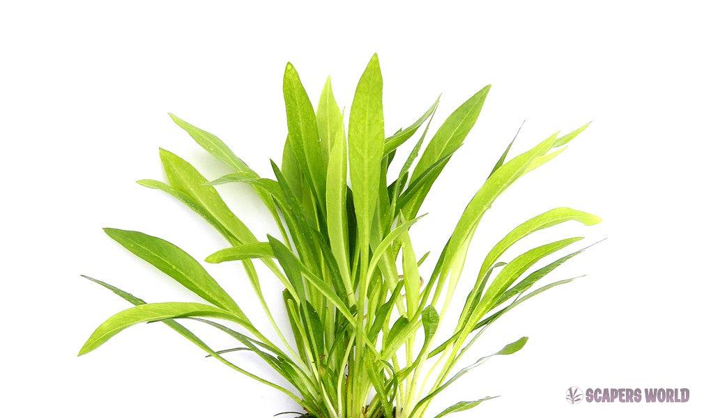 Helanthium boliv. Quadricostatus