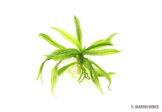 Helanthium boliv. Quadricostatus