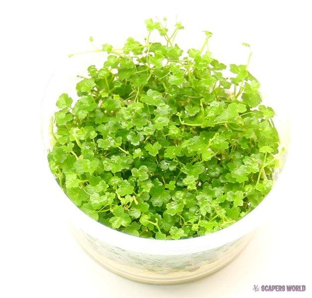 Hydrocotyle tripatita `Mini`
