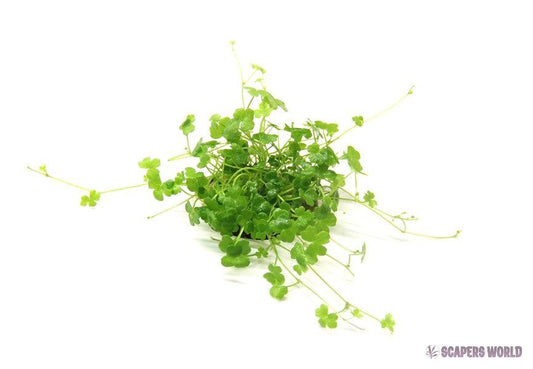 Hydrocotyle tripatita `Mini`
