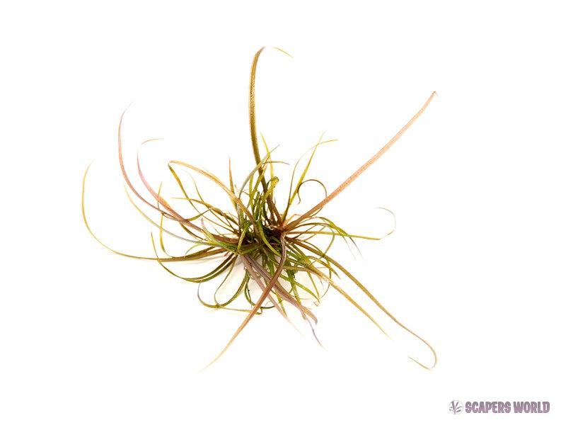 Helanthium tenellum Red