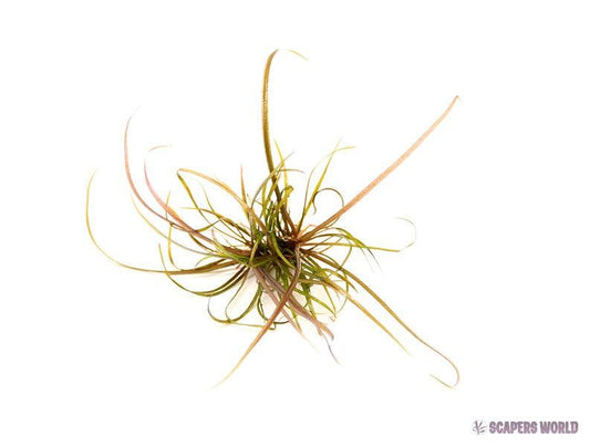 Helanthium tenellum Red