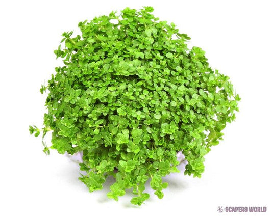 Hemianthus callitrichoides ´Cuba´