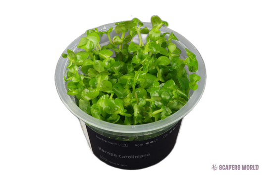Bacopa caroliniana