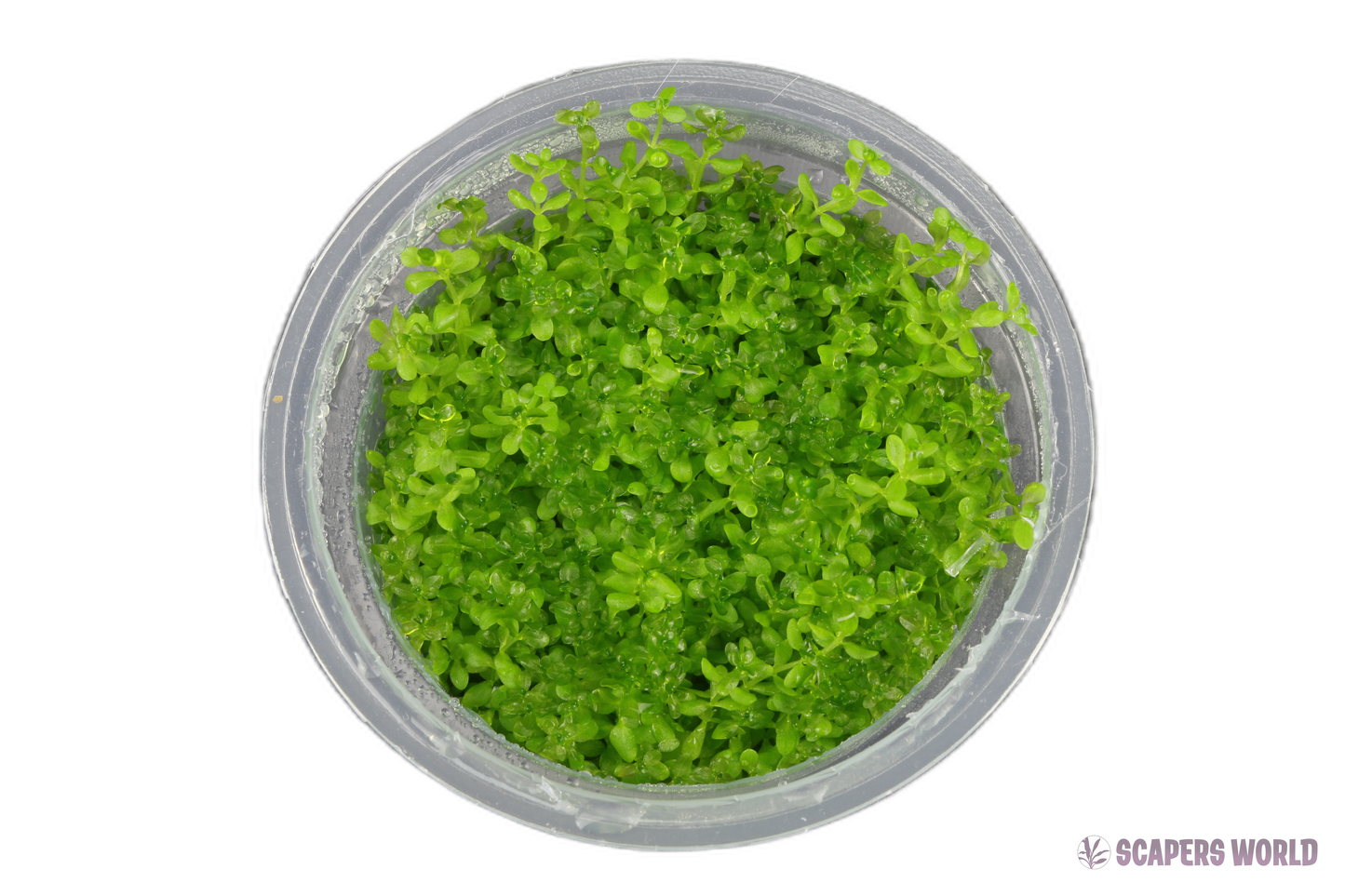 Micranthemum micranthemoides (Hemianthus Glomeratus)