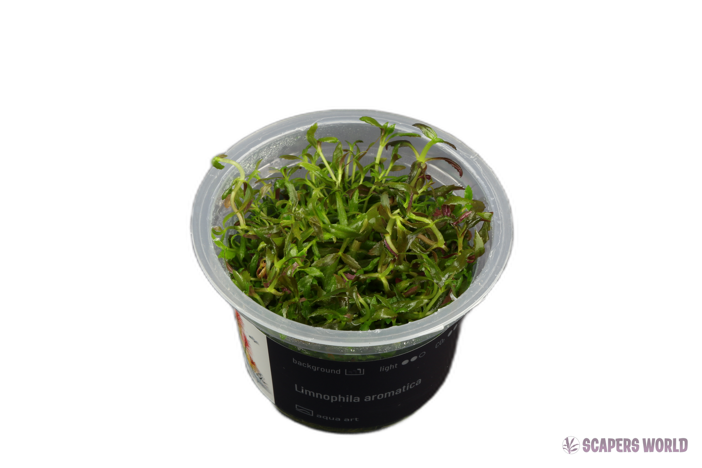 Limnophila aromatica