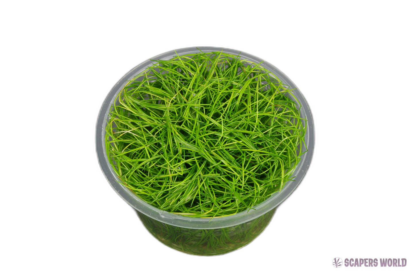 Eleocharis parvula