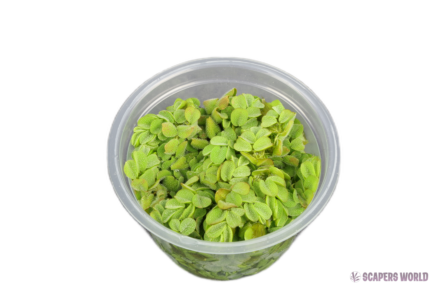 Salvinia auriculata
