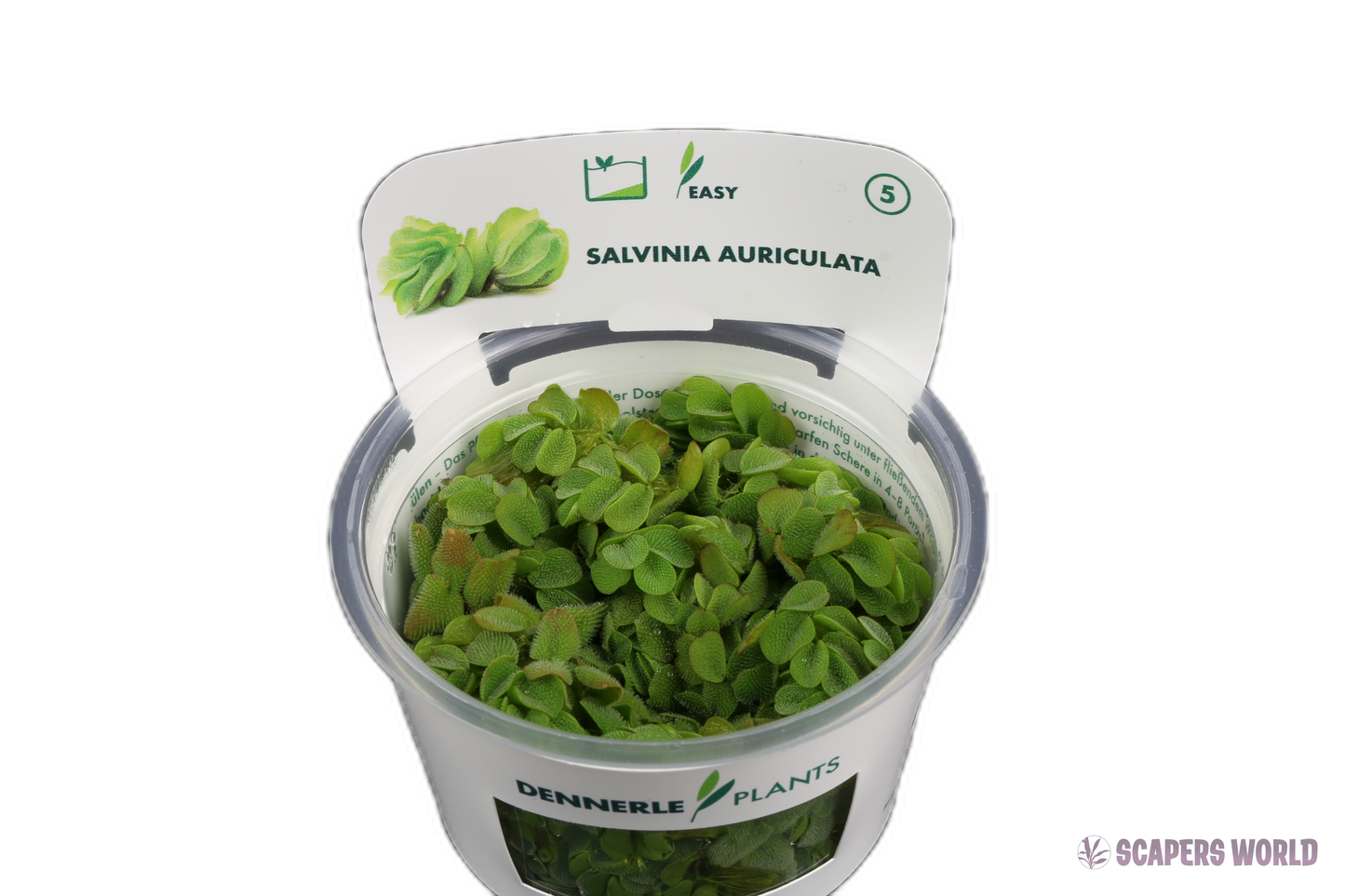 Salvinia auriculata
