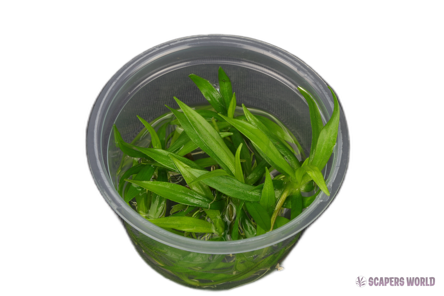 Helanthium boliv. Quadricostatus