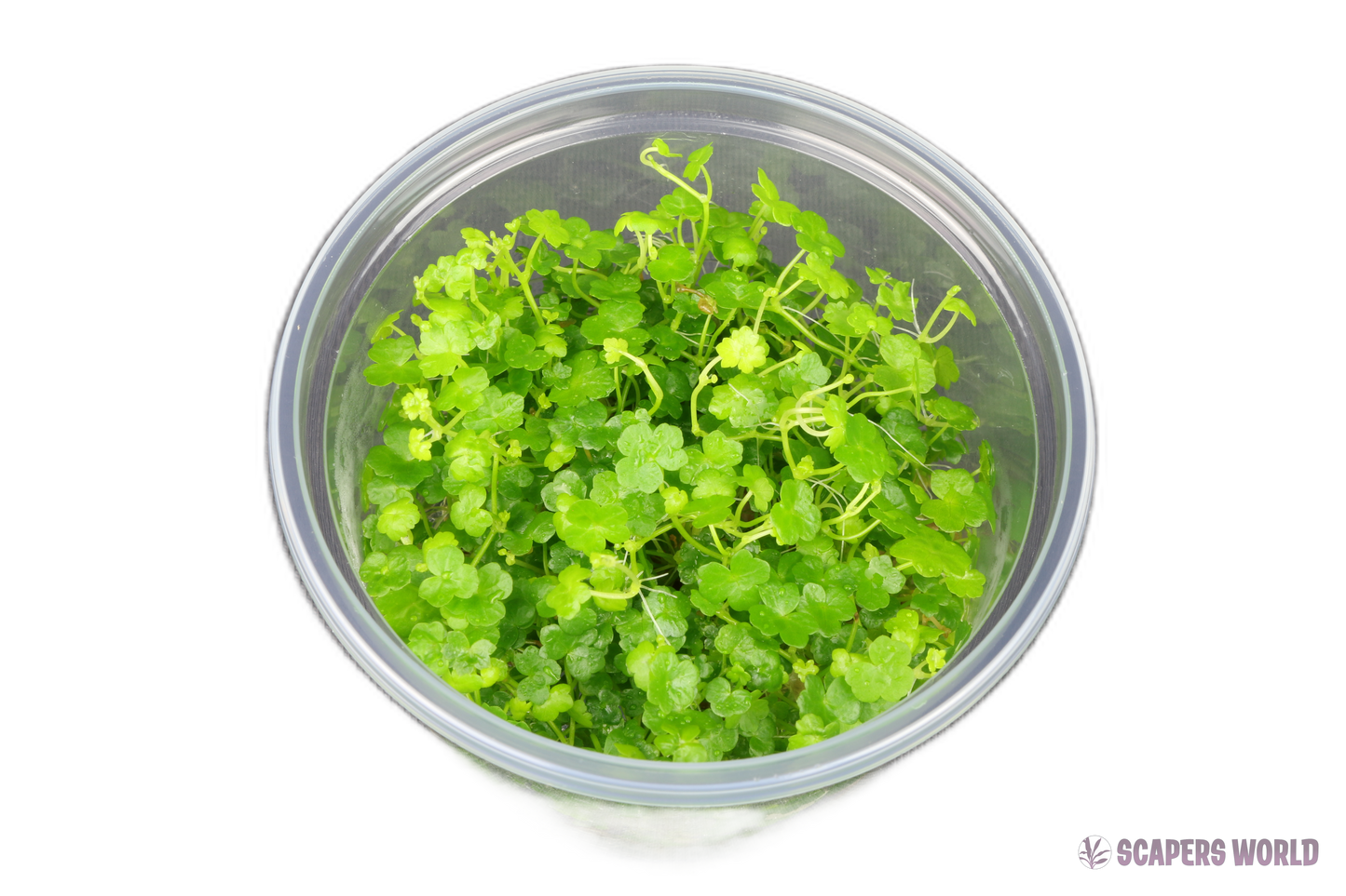 Hydrocotyle tripatita `Mini`
