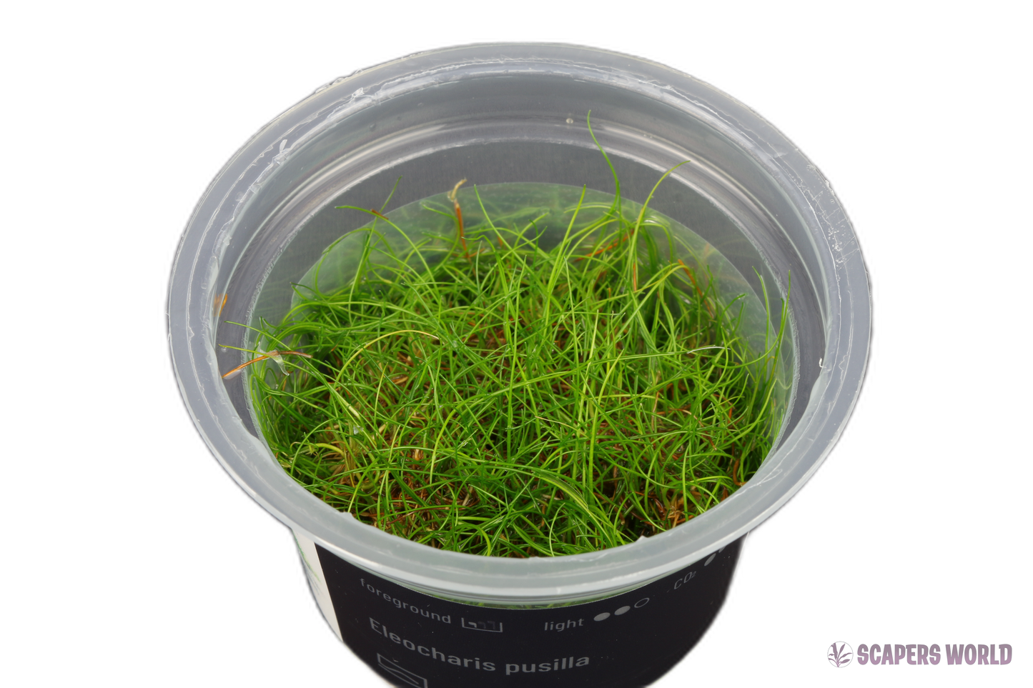 Eleocharis Pusilla