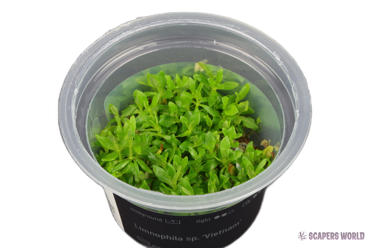 Limnophila Vietnam