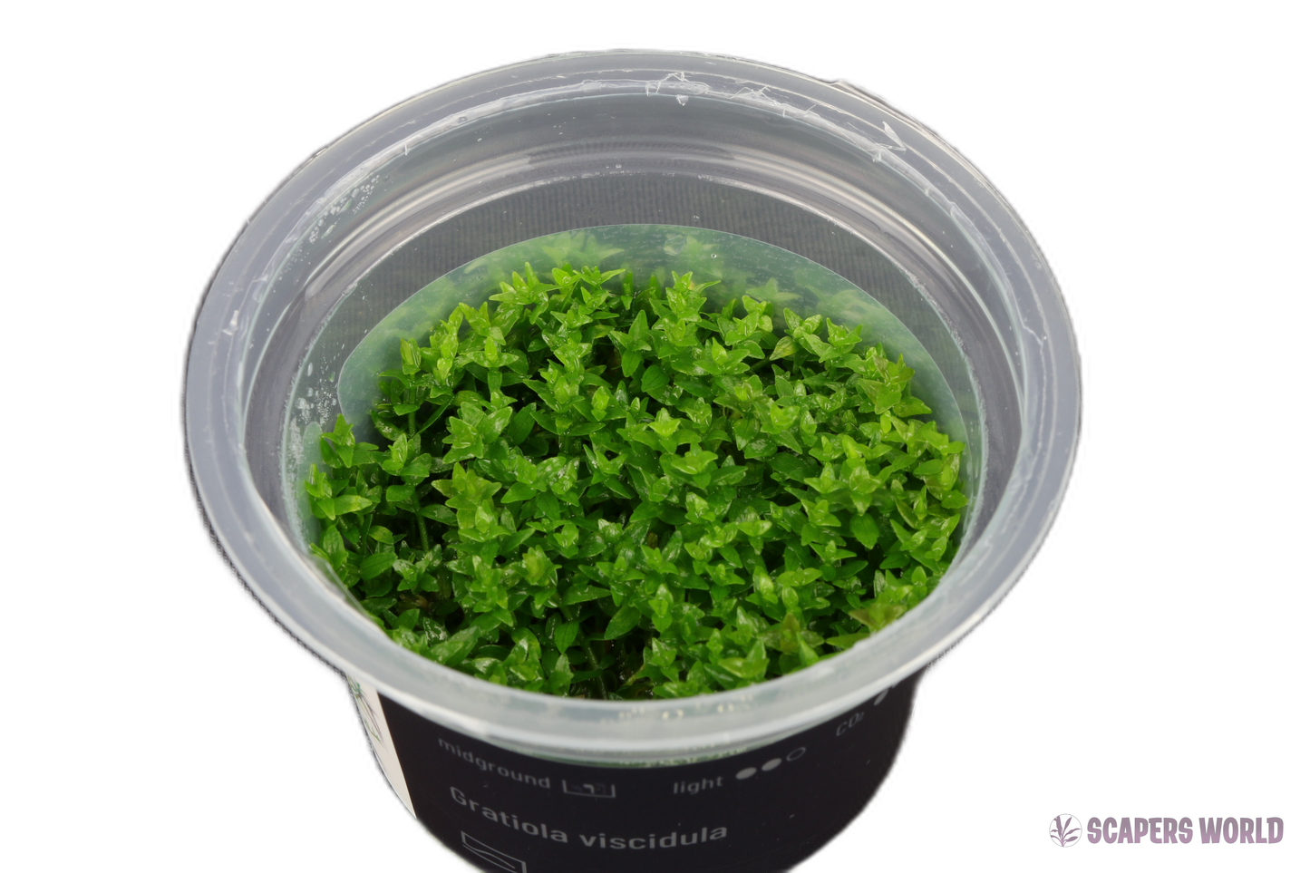 Gratiola viscidula