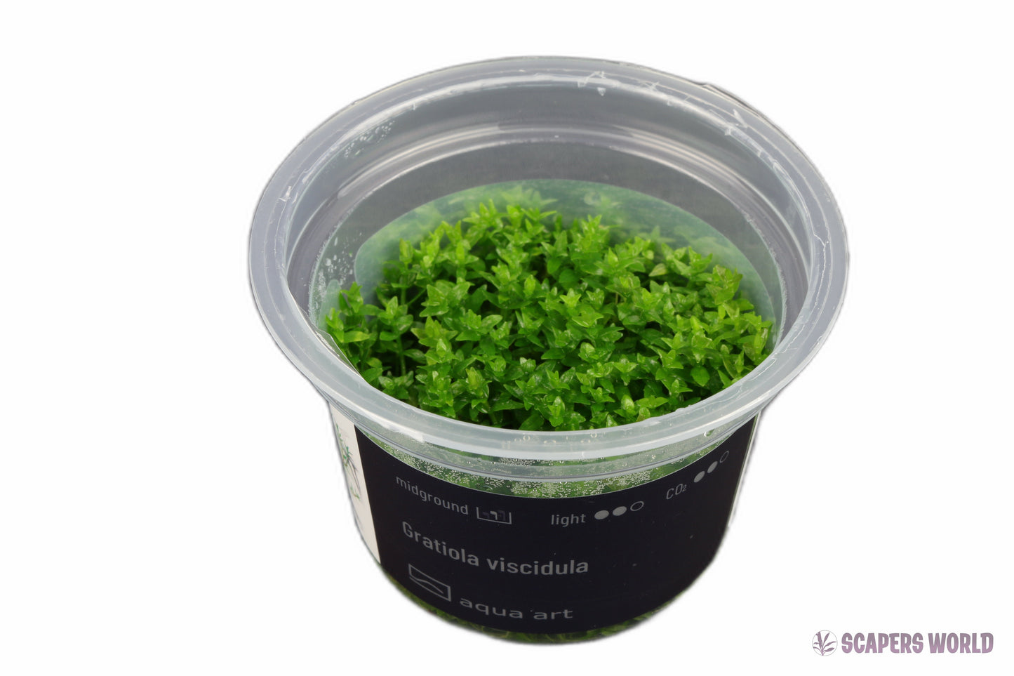 Gratiola viscidula