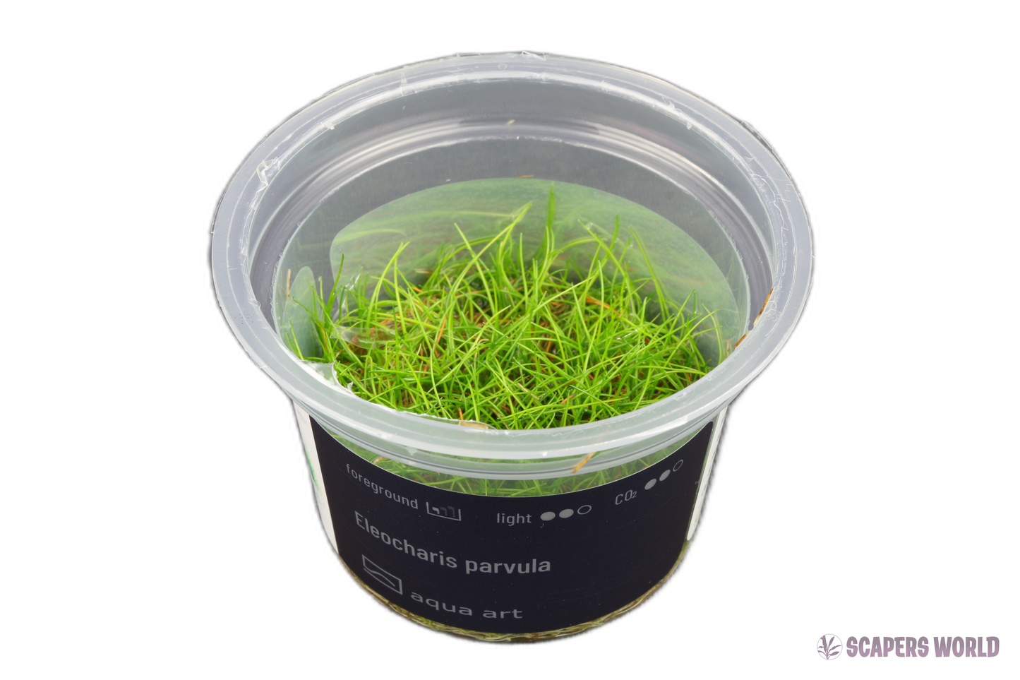 Eleocharis parvula