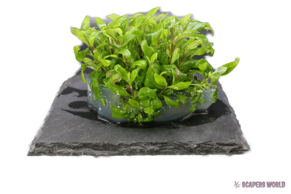 Hygrophila siamensis 53B