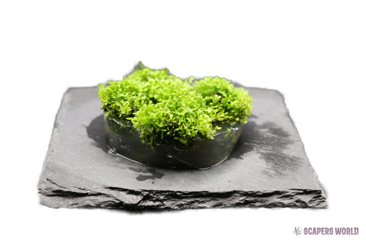 Riccardia chamedryfolia