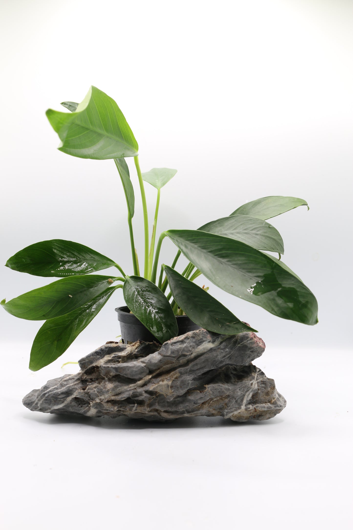 Anubias afzelii