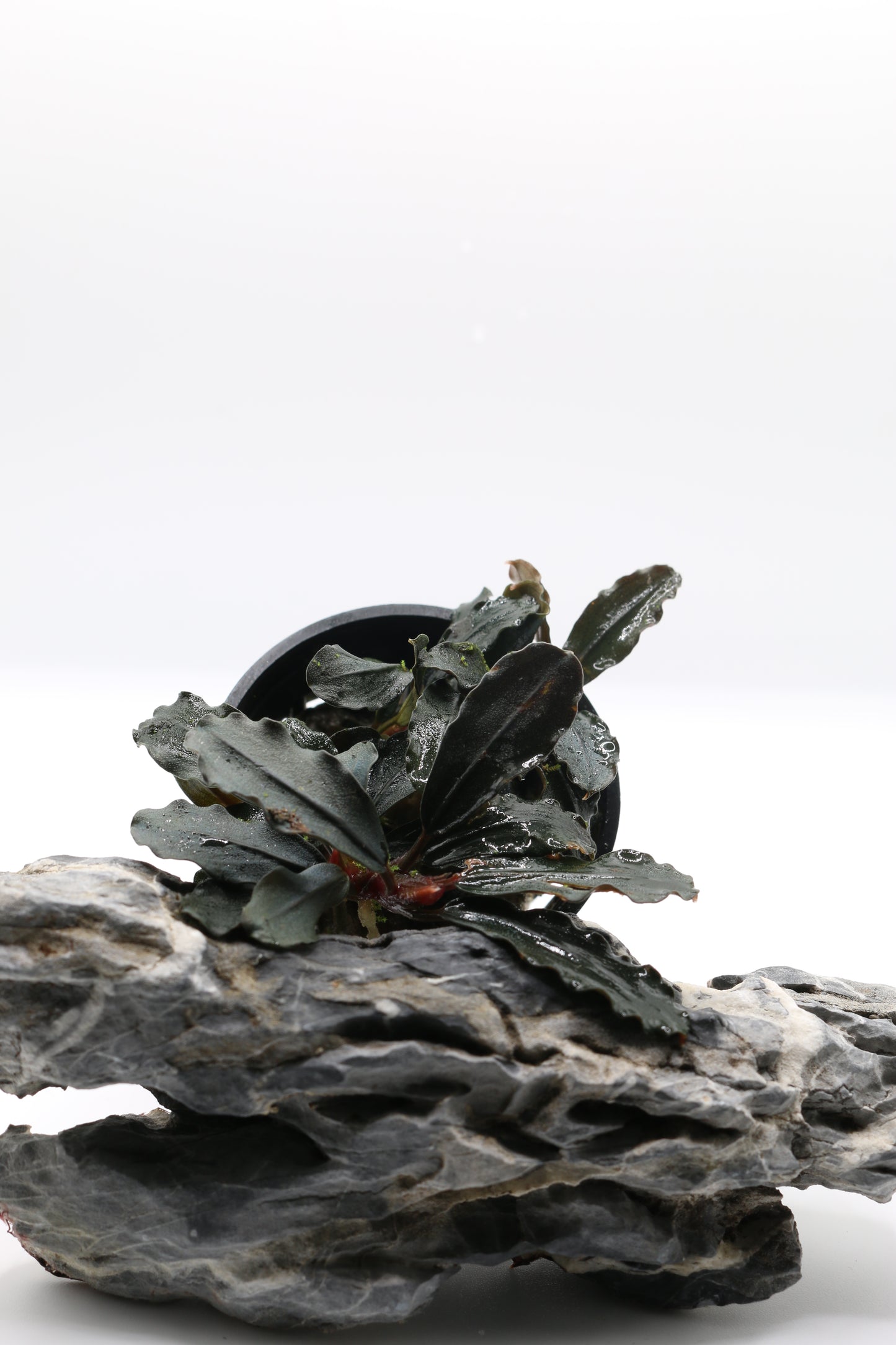 Bucephalandra brownie ´Ghost Ulu Kapus´