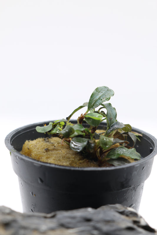 Bucephalandra sp. Mini Red