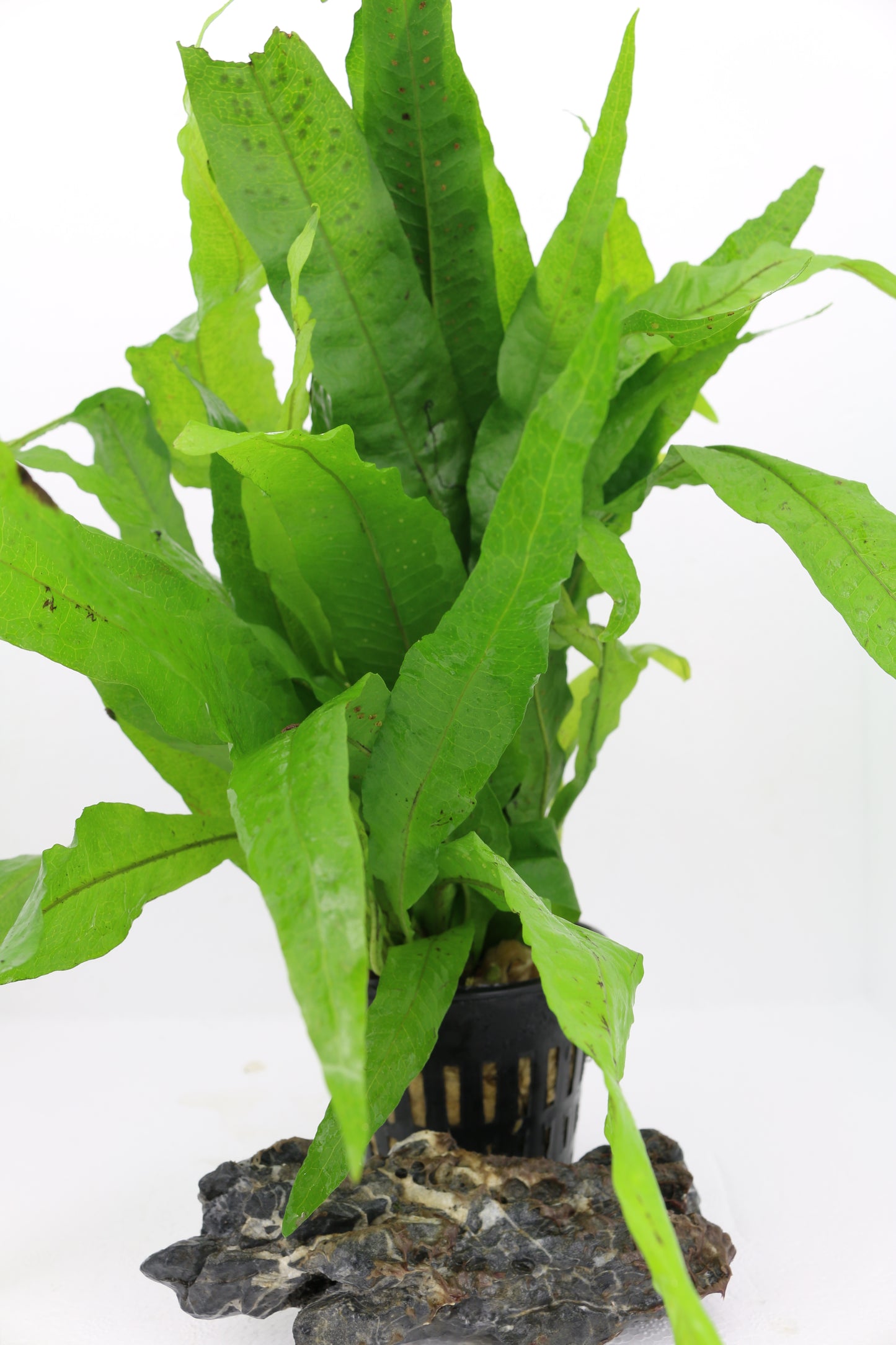 Microsorum pteropus Mutterpflanze