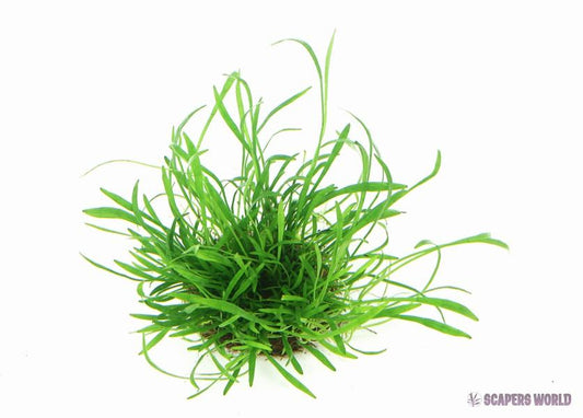 Lilaeopsis brasiliensis