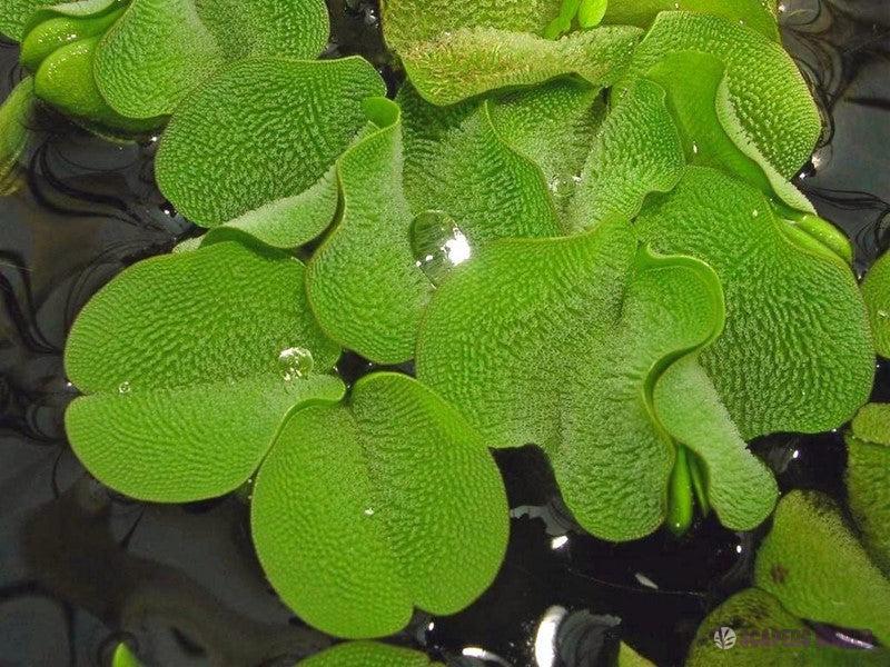 Salvinia auriculata
