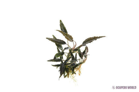 Schismatoglottis roseaspatha