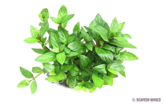 Staurogyne repens