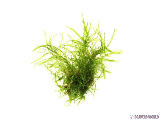 Taxiphyllum alternans (Taiwan Moss)