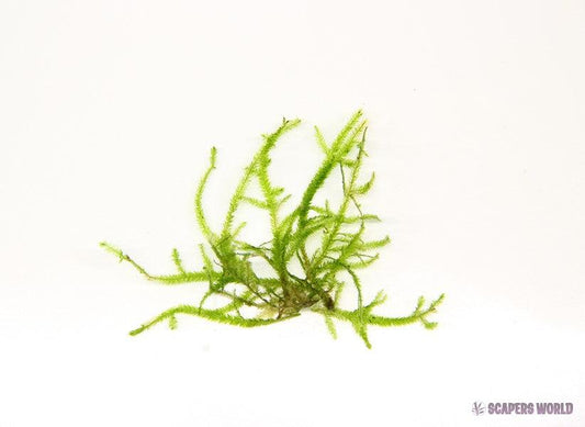 Taxiphyllum spec. Giant